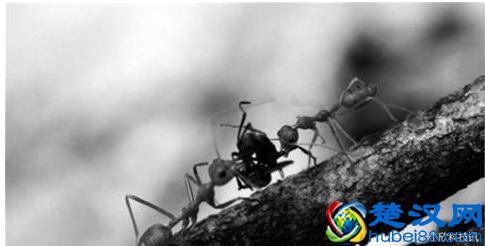 什么是妖精？中国古代十大妖精