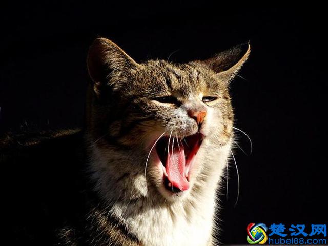 打哈欠是怎么一回事