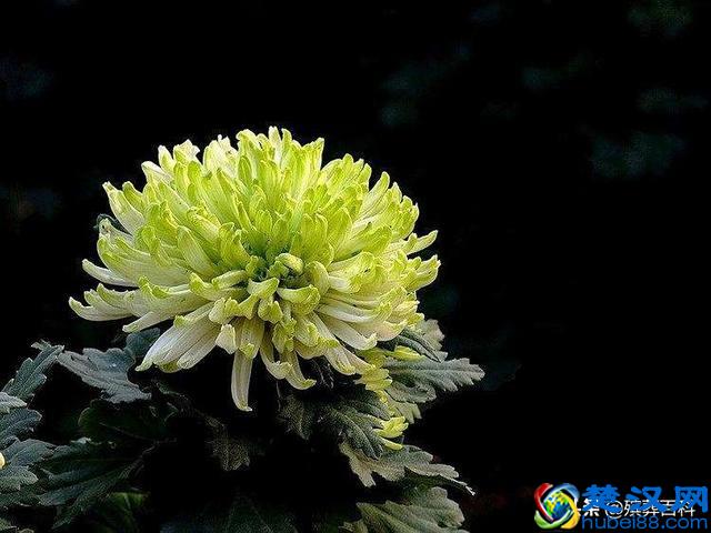 接到亲朋好友的讣告，该怎么办？