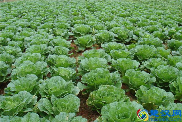 大白菜种植，怎样种植出优质大白菜，优质大白菜种植管理技术