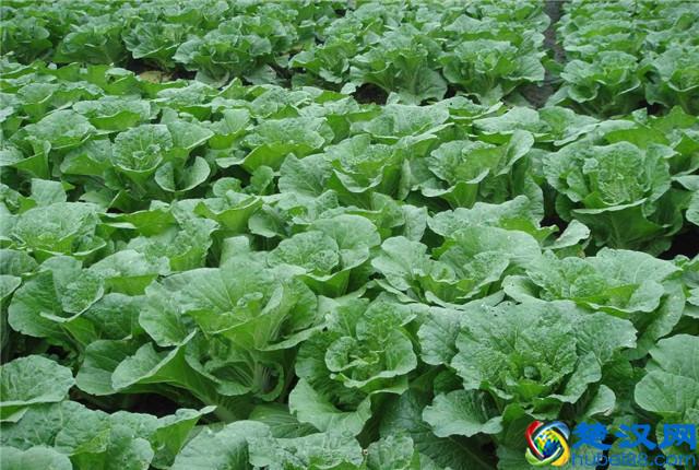 大白菜种植，怎样种植出优质大白菜，优质大白菜种植管理技术