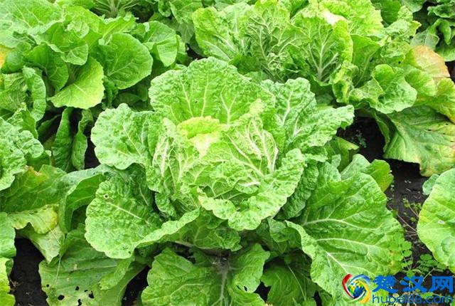 大白菜种植，怎样种植出优质大白菜，优质大白菜种植管理技术