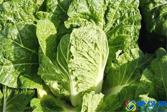 大白菜种植，怎样种植出优质大白菜，优质大白菜种植管理技术