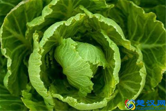 大白菜种植，怎样种植出优质大白菜，优质大白菜种植管理技术