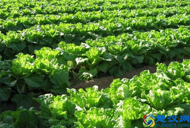 大白菜种植，怎样种植出优质大白菜，优质大白菜种植管理技术