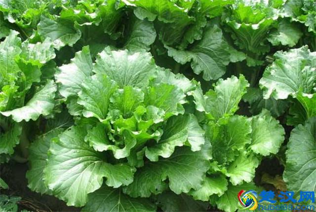 大白菜种植，怎样种植出优质大白菜，优质大白菜种植管理技术