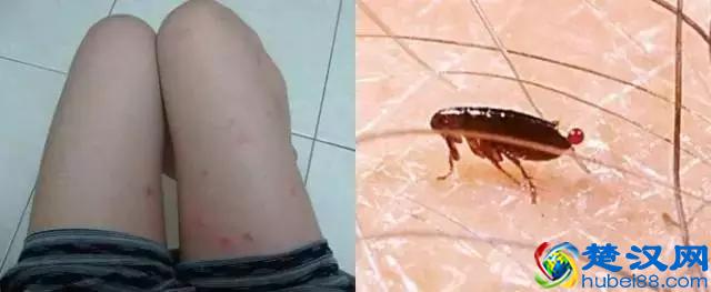 如果发现家中有跳蚤，只需这样做，跳蚤就通通不见了！