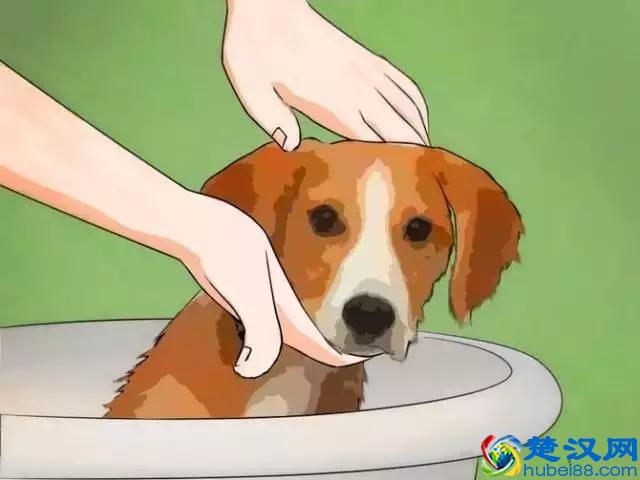 如果发现家中有跳蚤，只需这样做，跳蚤就通通不见了！