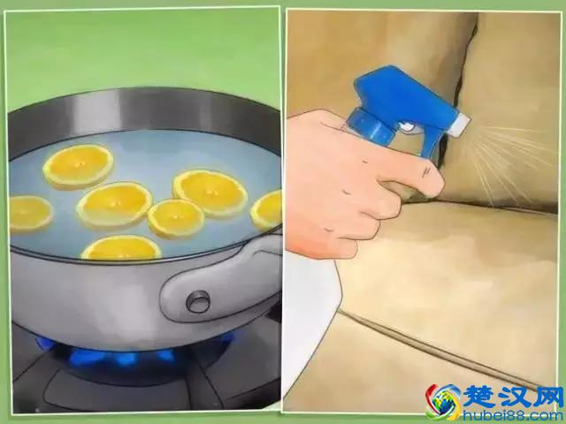 如果发现家中有跳蚤，只需这样做，跳蚤就通通不见了！