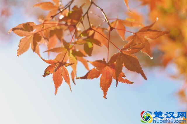 摄影初学者们，教你一分钟搞懂大光圈和小光圈