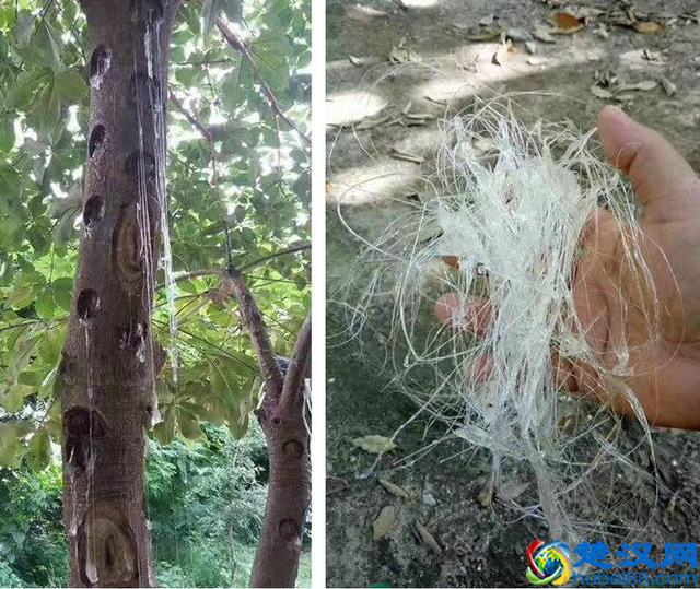 拉丝雪燕究竟是个神马东东？