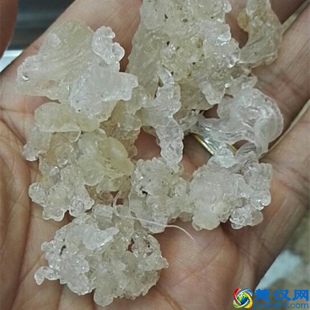 拉丝雪燕究竟是个神马东东？