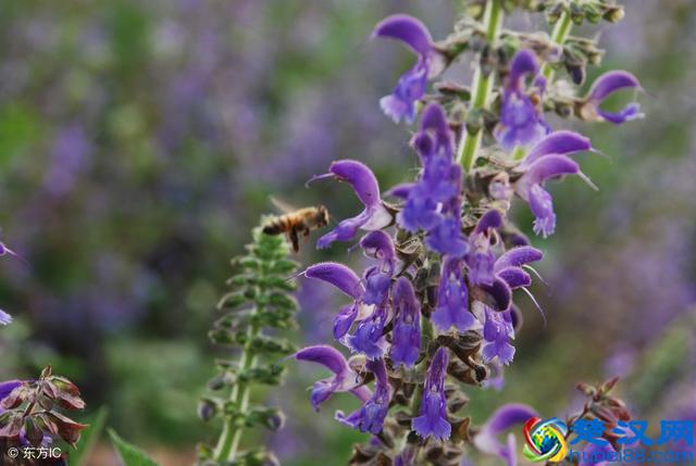 复方丹参滴丸功效如何？该怎么用？听听专家的建议