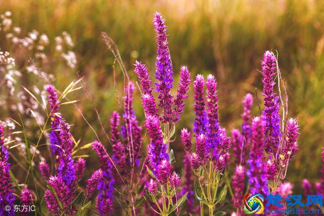 复方丹参滴丸功效如何？该怎么用？听听专家的建议