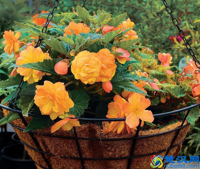 这9种夏天开花灿烂的植物，花期都特长，还能养成盆栽