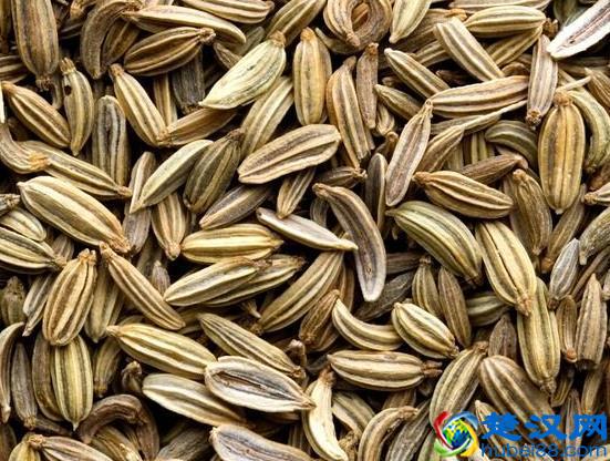 小茴香的功效作用 男人多吃小茴香补肾虚