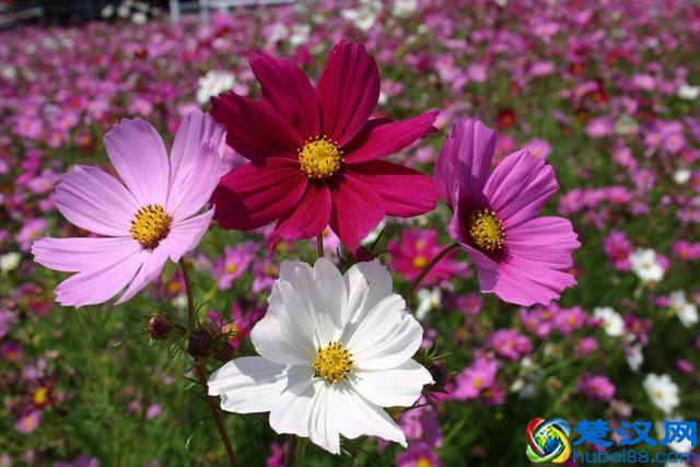 这9种夏天开花灿烂的植物，花期都特长，还能养成盆栽