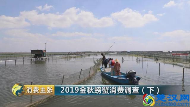 判断阳澄湖大闸蟹是否正宗，记住这一个方法就够了