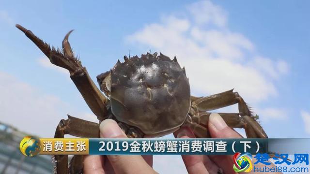 判断阳澄湖大闸蟹是否正宗，记住这一个方法就够了