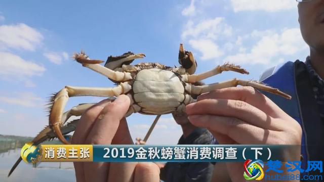 判断阳澄湖大闸蟹是否正宗，记住这一个方法就够了