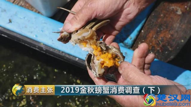 判断阳澄湖大闸蟹是否正宗，记住这一个方法就够了