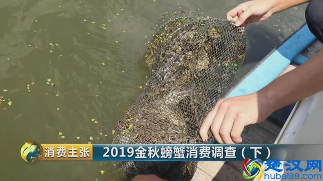 判断阳澄湖大闸蟹是否正宗，记住这一个方法就够了