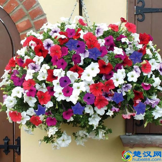 这9种夏天开花灿烂的植物，花期都特长，还能养成盆栽