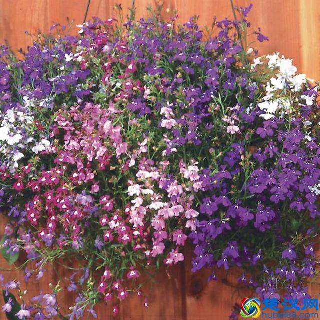 这9种夏天开花灿烂的植物，花期都特长，还能养成盆栽