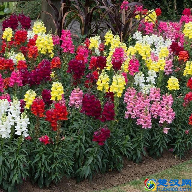 这9种夏天开花灿烂的植物，花期都特长，还能养成盆栽