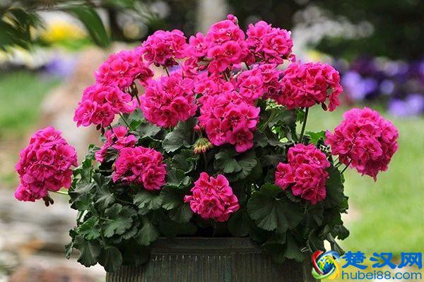 这9种夏天开花灿烂的植物，花期都特长，还能养成盆栽