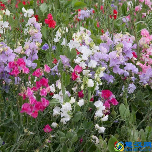 这9种夏天开花灿烂的植物，花期都特长，还能养成盆栽