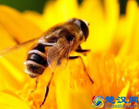 营养价值远高于蜂蜜蜂胶 蜜蜂精华蜂王浆的功效作用