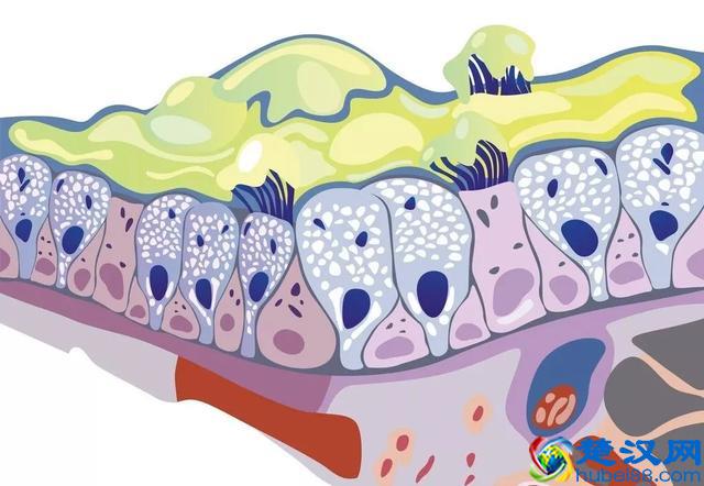 咳嗽如何有效止咳？用这7个小妙招和2类镇咳祛痰药
