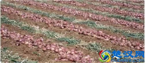 洋葱种植技术及市场分析