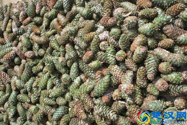 野生松子价格多少钱一斤？为何价格逐年上涨？