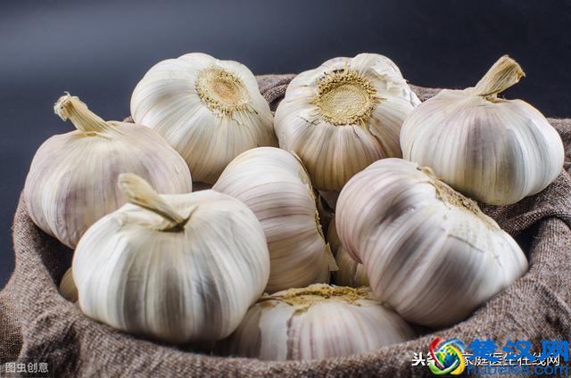 发芽的大蒜可以吃吗？吃了会不会对身体有害？现在给你揭秘
