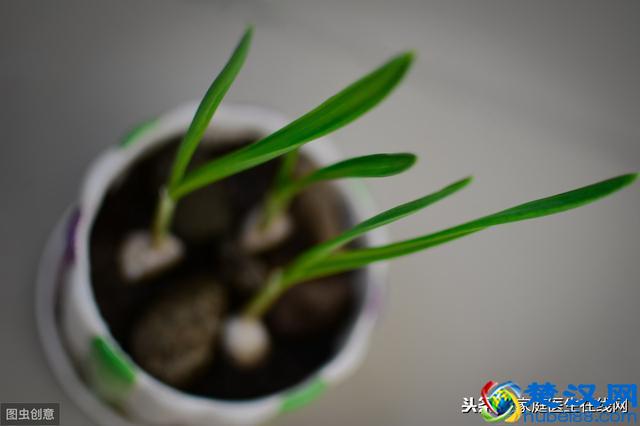 发芽的大蒜可以吃吗？吃了会不会对身体有害？现在给你揭秘
