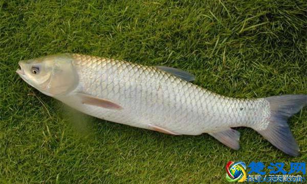 钓草鱼必杀饵料配方，每次使用都不会让你失望