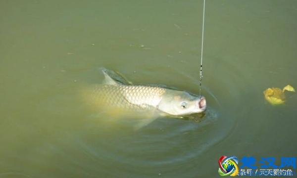 钓草鱼必杀饵料配方，每次使用都不会让你失望