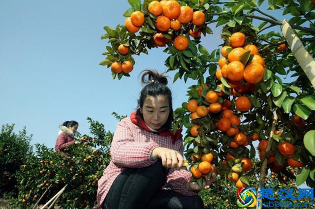 橘子产地在哪里？橘子的主要产地分布和生长环境介绍