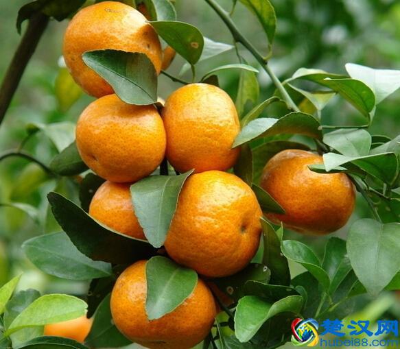 橘子产地在哪里？橘子的主要产地分布和生长环境介绍