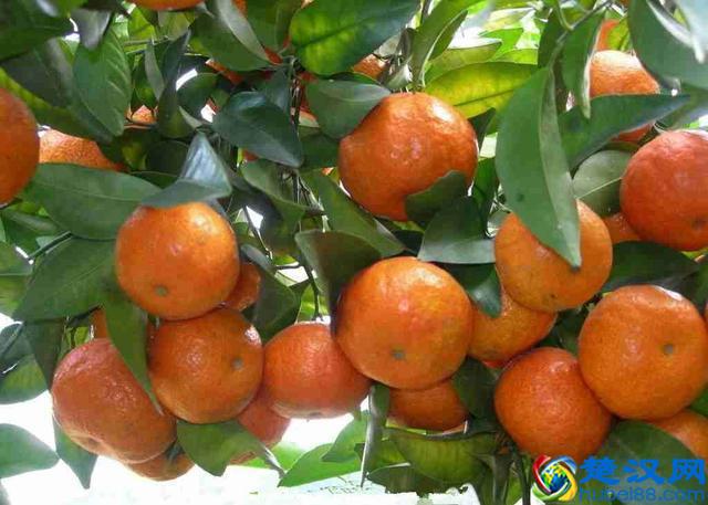 橘子产地在哪里？橘子的主要产地分布和生长环境介绍