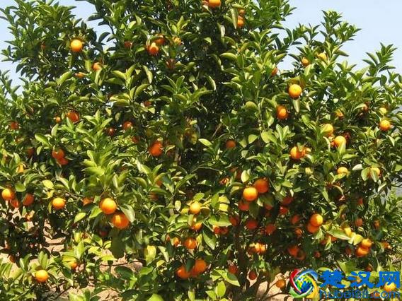 橘子产地在哪里？橘子的主要产地分布和生长环境介绍