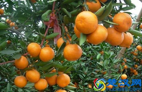 橘子产地在哪里？橘子的主要产地分布和生长环境介绍