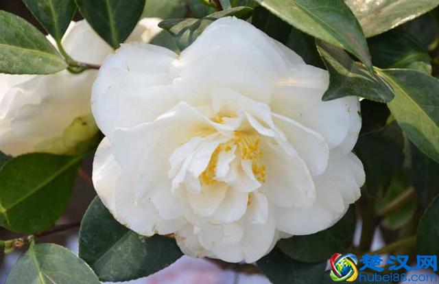 山茶花什么时候开花 山茶花开花后怎么养护