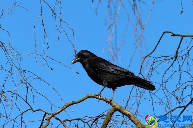 黑漆漆的乌鸦，为何魅力这么大？