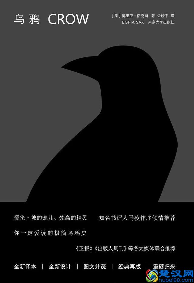 黑漆漆的乌鸦，为何魅力这么大？