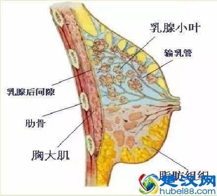 木瓜能丰胸？蜂王浆能丰胸？到底吃什么能丰胸？丰胸食物大盘点！