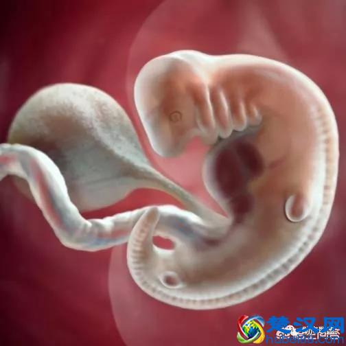 胎囊、胎芽、胎心到底是什么？