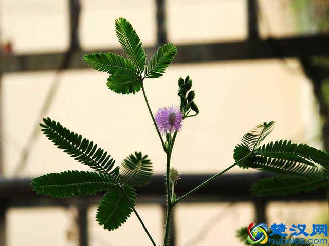 好玩不过含羞草，养好简单，但这些害处要注意！